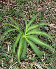 Helleborus multifidus istriacus