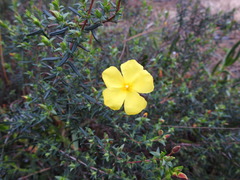 Cistus calycinus