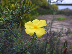 Cistus calycinus