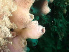 Haliclona viscosa