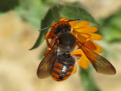 Rhodanthidium