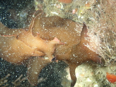 Aplysia punctata
