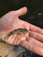 Cottus kanawhae