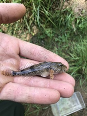 Cottus kanawhae