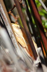 Hyperolius horstockii