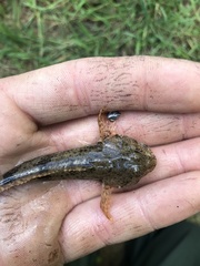 Cottus kanawhae
