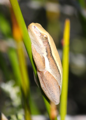 Hyperolius horstockii