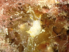 Crimora papillata