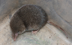 Myosorex varius