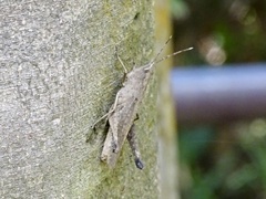 Phlaeoba antennata