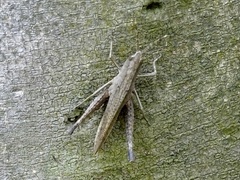 Phlaeoba antennata