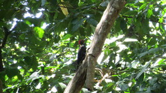 Dryocopus hodgei