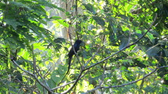 Dicrurus andamanensis