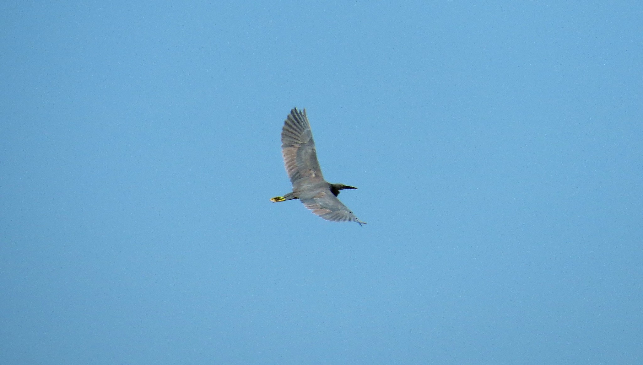 Pacific Reef Egret