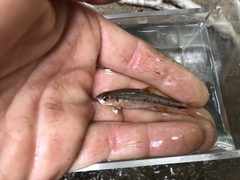 Notropis chiliticus