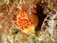 Okenia elegans
