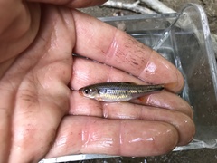 Notropis chiliticus
