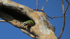 Psittacula alexandri abbotti