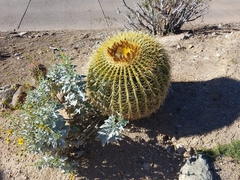 Kroenleinia grusonii