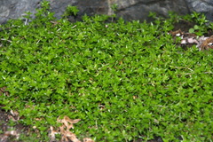 Crassula mataikona