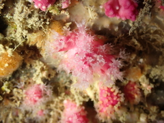 Alcyonium hibernicum