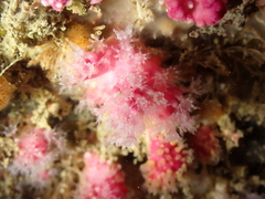Alcyonium hibernicum