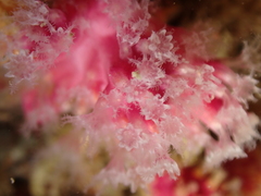 Alcyonium hibernicum