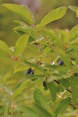 Lonicera caerulea edulis