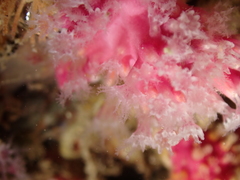 Alcyonium hibernicum