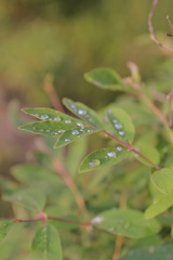 Lonicera caerulea edulis