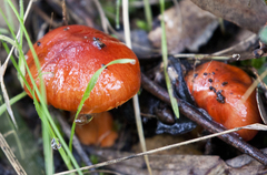 Cortinarius