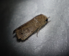 Athetis thoracica