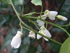 Leucomphalos callicarpus
