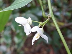 Leucomphalos callicarpus