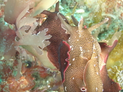 Aplysia punctata
