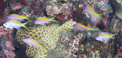 Mirolabrichthys evansi