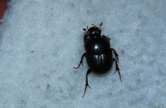 Euonthophagus carbonarius