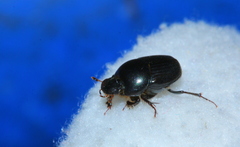 Euonthophagus carbonarius