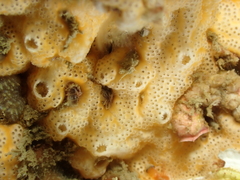 Polysyncraton bilobatum