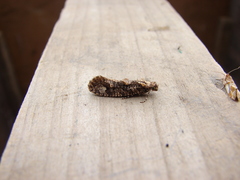 Lysiphragma epixyla