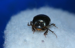 Euonthophagus carbonarius