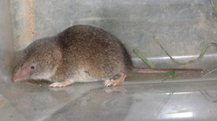 Myosorex varius