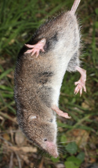 Myosorex varius