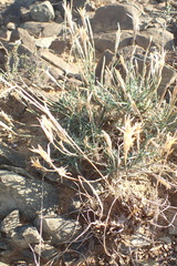 Dianthus micropetalus