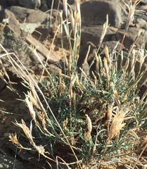Dianthus micropetalus