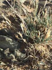 Dianthus micropetalus