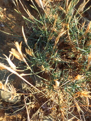 Dianthus micropetalus