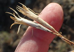 Dianthus micropetalus
