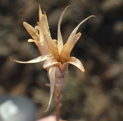 Dianthus micropetalus