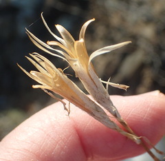 Dianthus micropetalus